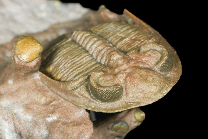 Tiny Zlichovaspis Trilobite With Micro Fossils #131291